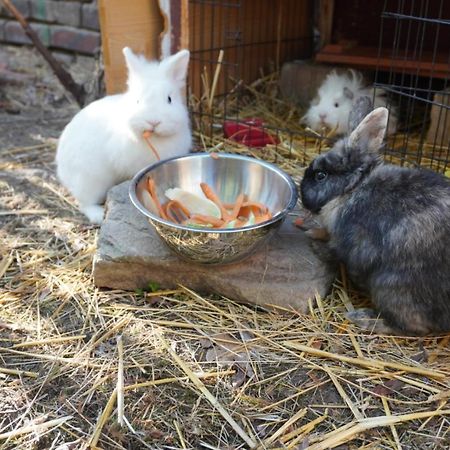 Apartament Huette Mit Herz Im Harz Meisdorf Zewnętrze zdjęcie